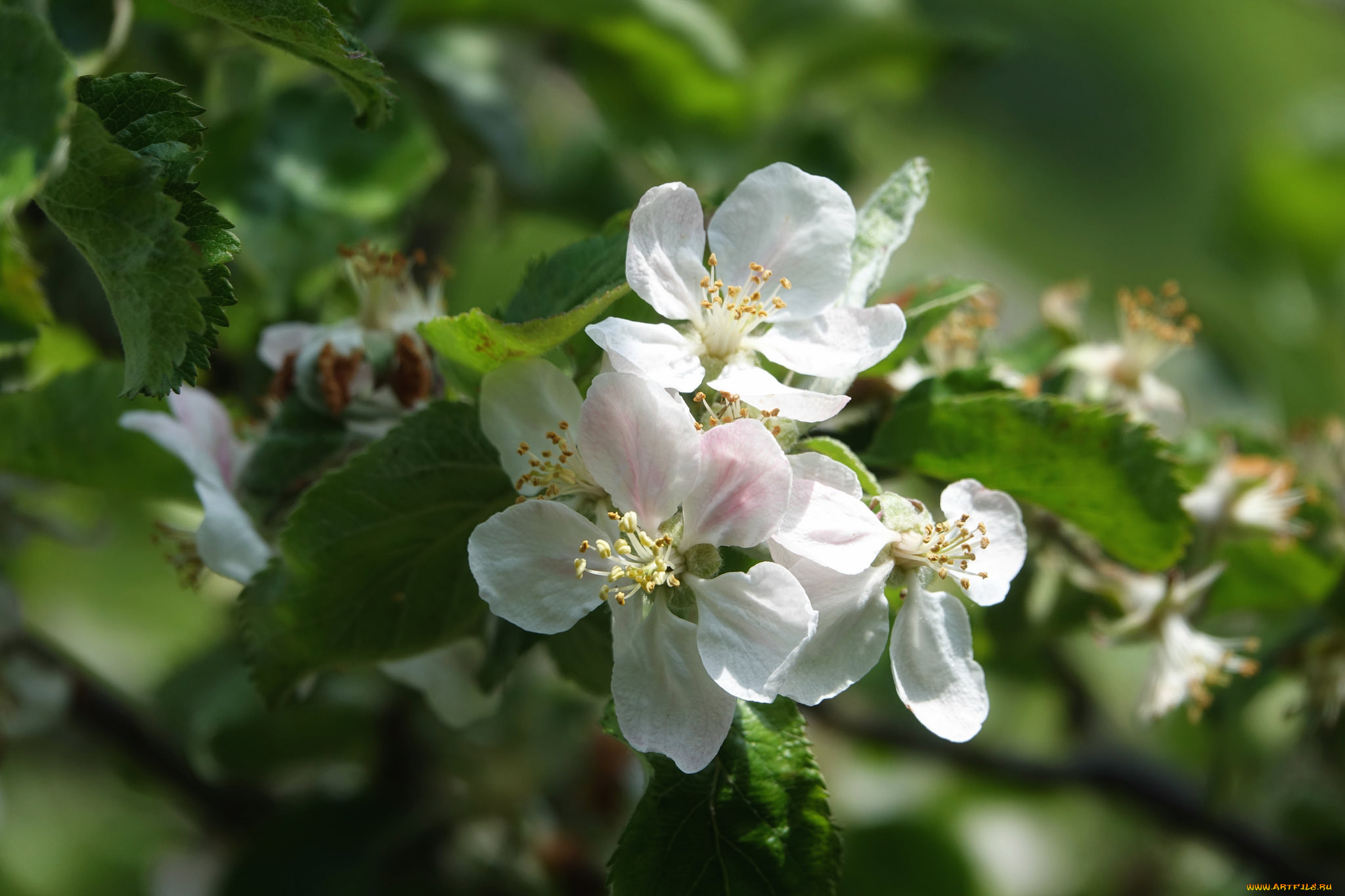 ,   ,  , leaves, , branch, apple, , flowers, 